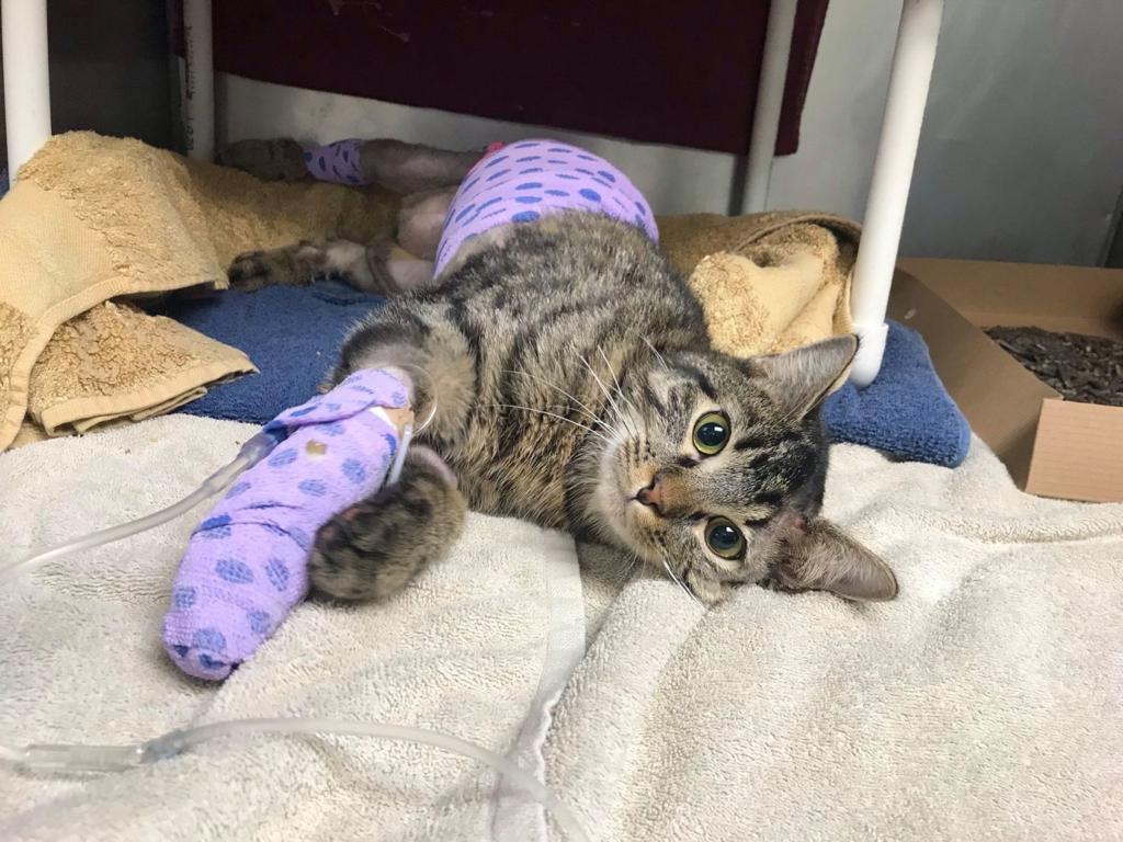 Vets At Nebraska Humane Society Use Fish Skins To Treat Cat S