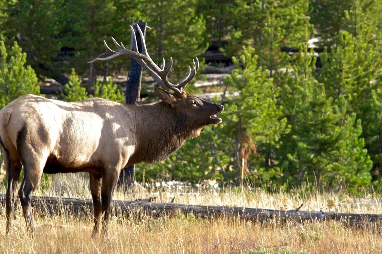 Elk bledom что это. Elk. ЭЛК-09.18.4. Elk Milo New Hampshire. Elk на английском.