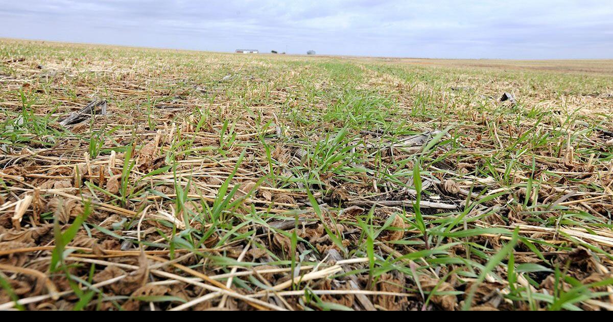 Midlands Voices The secret is in Nebraska's topsoil — and regenerative