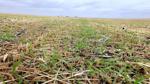 Midlands Voices: The secret is in Nebraska's topsoil — and regenerative practices