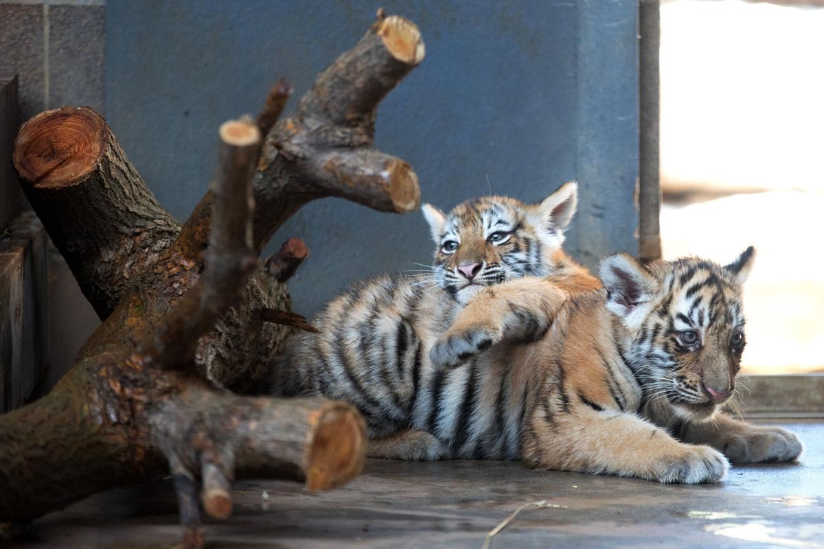 Omaha Zoo Plans To Open Tiger Breeding Facility And Sperm Bank