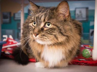 On The Verge Of Cat Astrophe Nebraska Humane Society Offers Free Discounted Kitties Local News Omaha Com