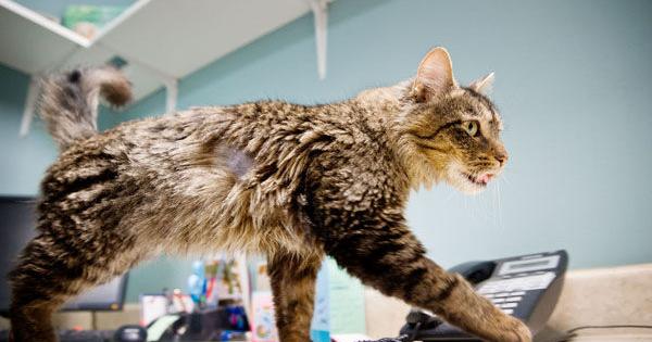 Omaha man accused of beating his cat faces felony animal cruelty charge