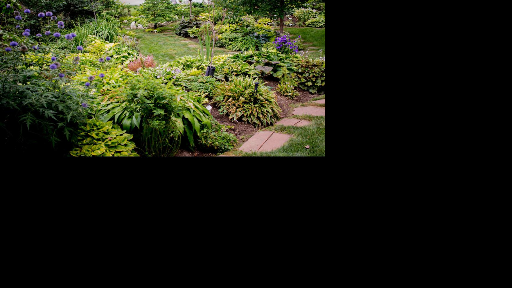 700 Hostas In One Man S Garden Yeah But That S Nothing Would You Believe 1 500 Inspired Living Omaha Com