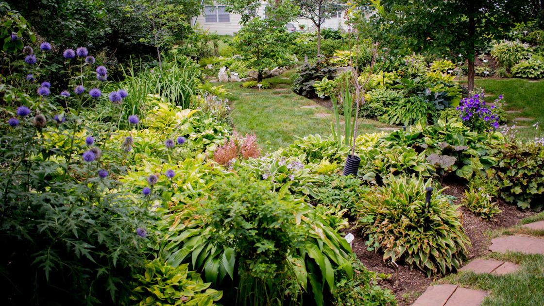 700 Hostas In One Man S Garden Yeah But That Nothing Would 700 Hostas In One Man S Garden Yeah