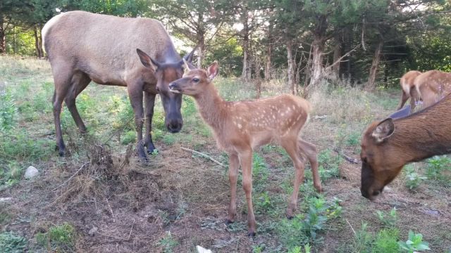 4 Elk Calves Now Roaming Wildlife Safari Park Announces Sounds Elk Calves Born In August At Wildlife Safari Park Can Often Be Found Near Tall Gr Or Under Shady Areas The Bison Pen Henry Doorly Zoo Aquarium