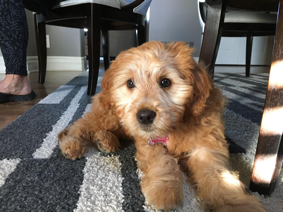 Dog Gone Problems: My dog is shy and nervous around my ...