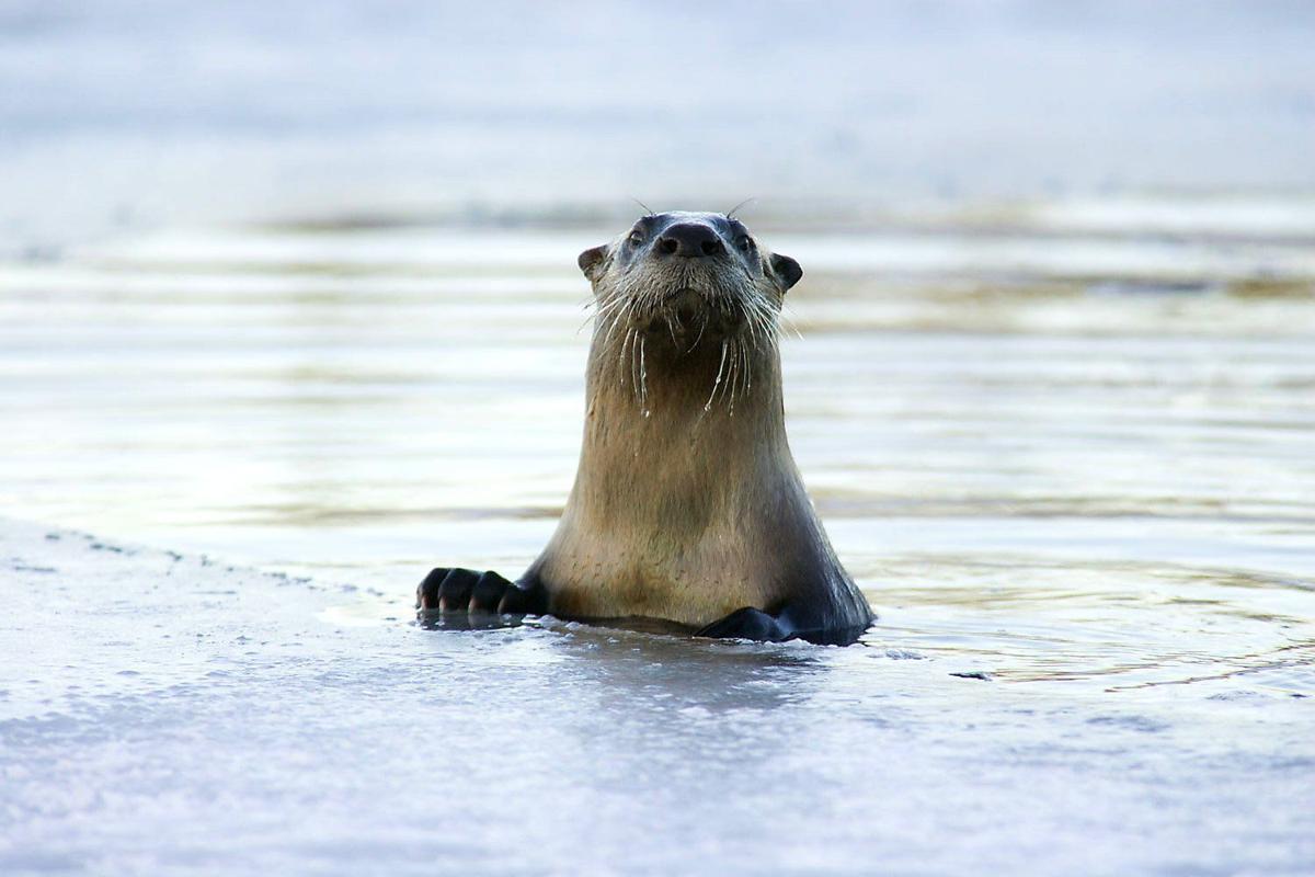 river otters a threatened species in nebraska are making a