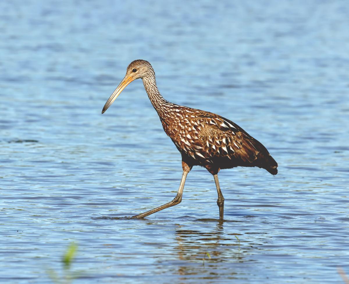 Nebraska birders aflutter about first-ever limpkin spotted in ...