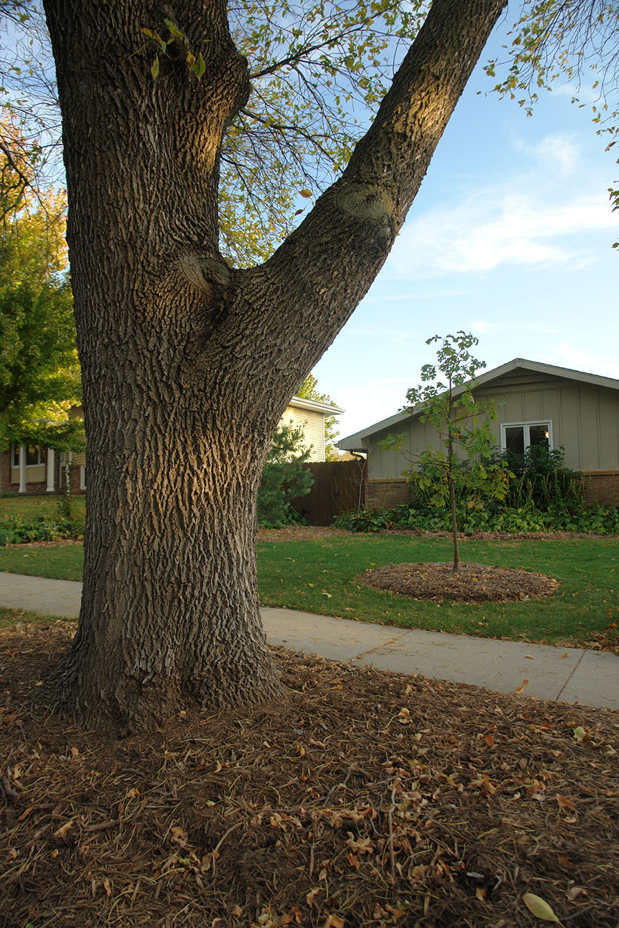 Now’s time to plant ash tree replacement Living