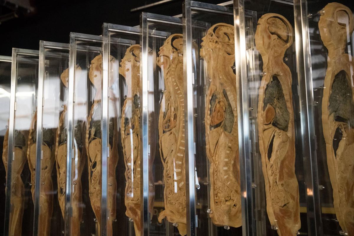 Human bodies on display in downtown Omaha GO Arts entertainment