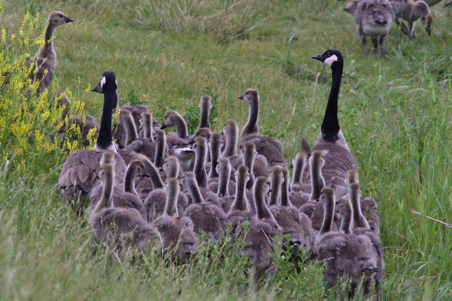 Lyon canada goose best sale