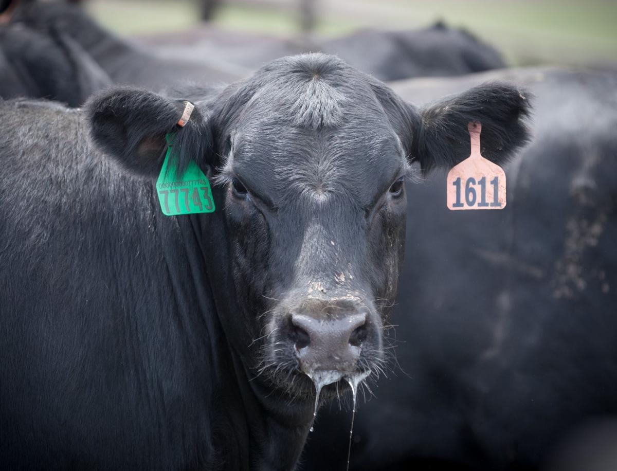 20200728_biz_beef_prices