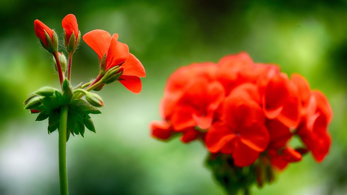 Geraniums