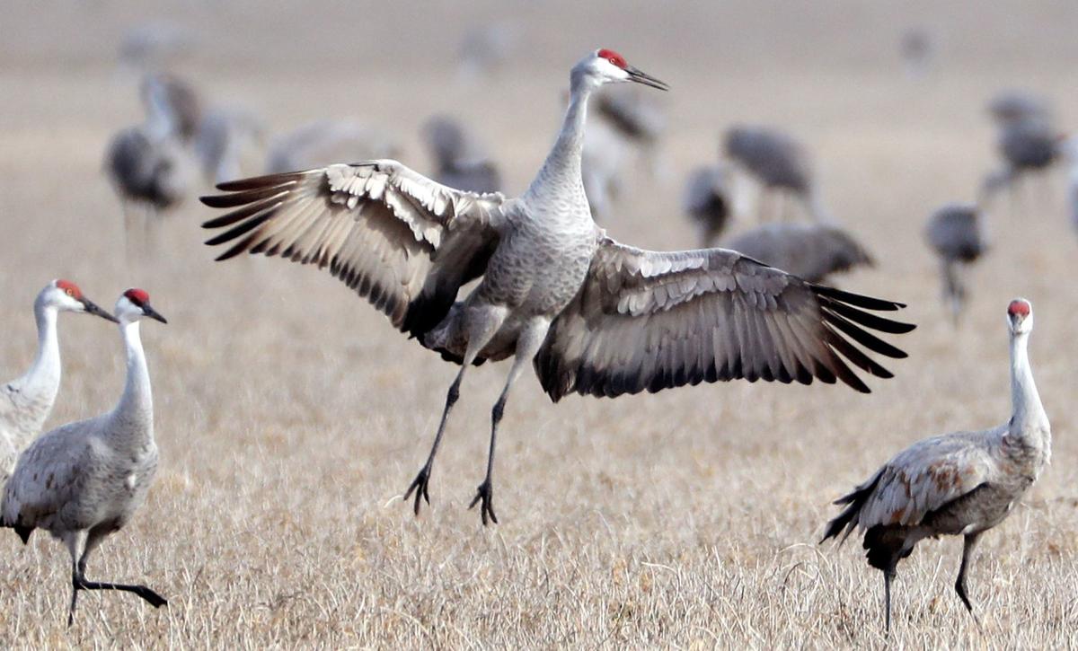 Sandhill Crane National Wildlife Federation >> Crane Iac Alert First Sandhill Cranes Arrive In Nebraska For A Sandhill Crane National Wildlife Federation >> Crane Iac Alert First Sandhill Cranes Arrive In Nebraska For A