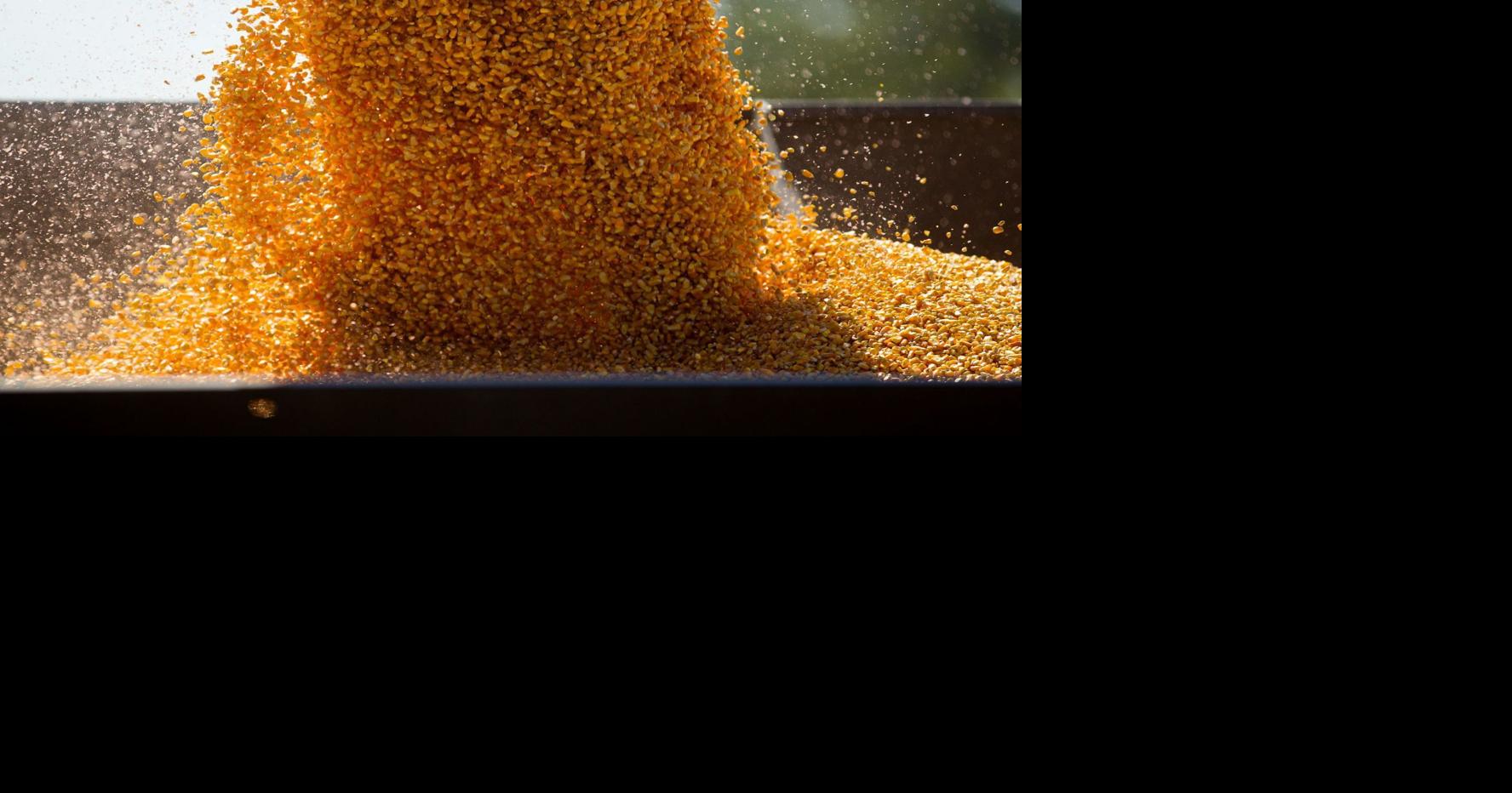 Midlands Voices: Mexico GM corn ban has detrimental effects – follow ...