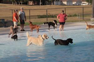 Beatrice Humane Society: Summer safety for pets