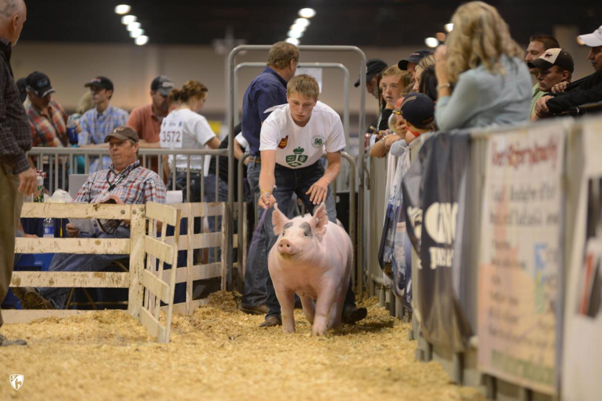 Aksarben Stock Show