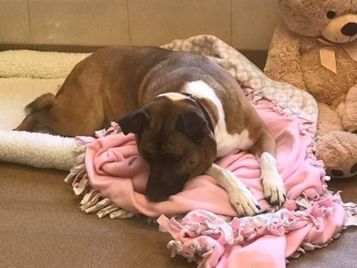 Dog Still Waiting To Be Adopted After Nearly 2 Years At Lincoln