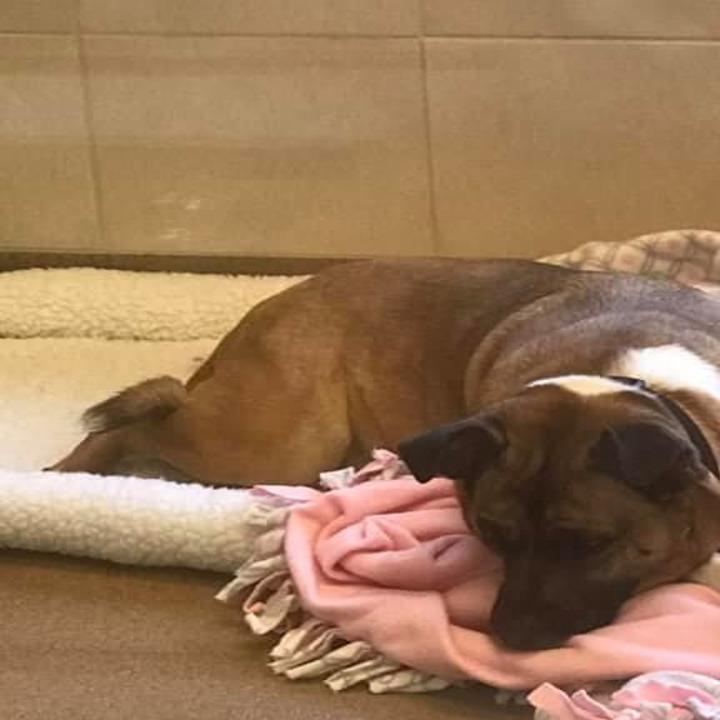 Dog Still Waiting To Be Adopted After Nearly 2 Years At Lincoln