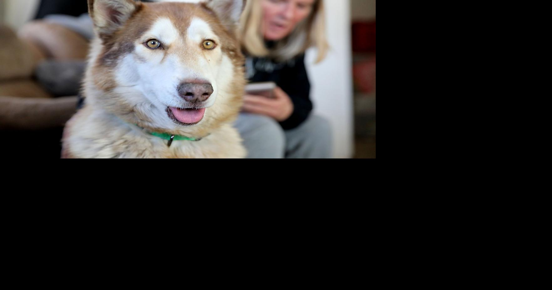 Kronk, the Flagstaff husky missing for 42 days, found safe