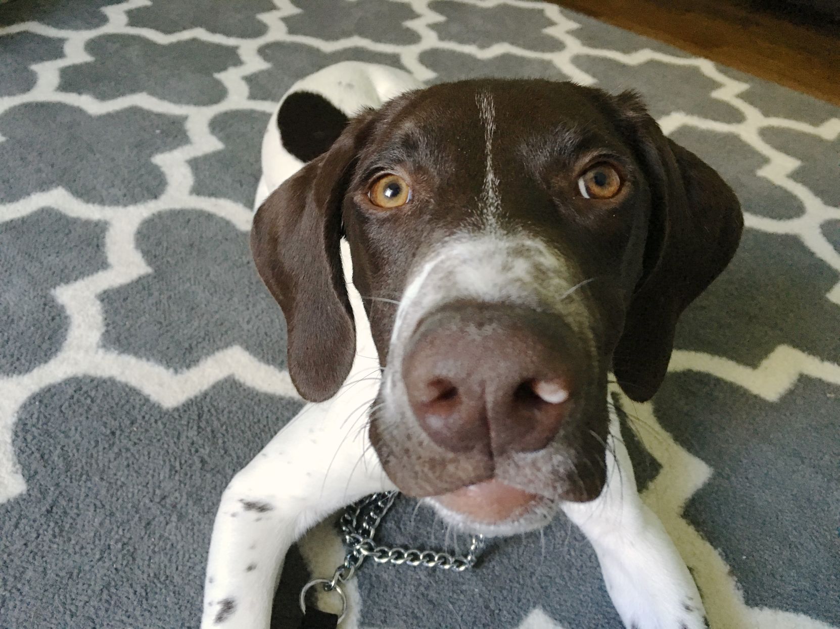 4 month old german shorthaired pointer