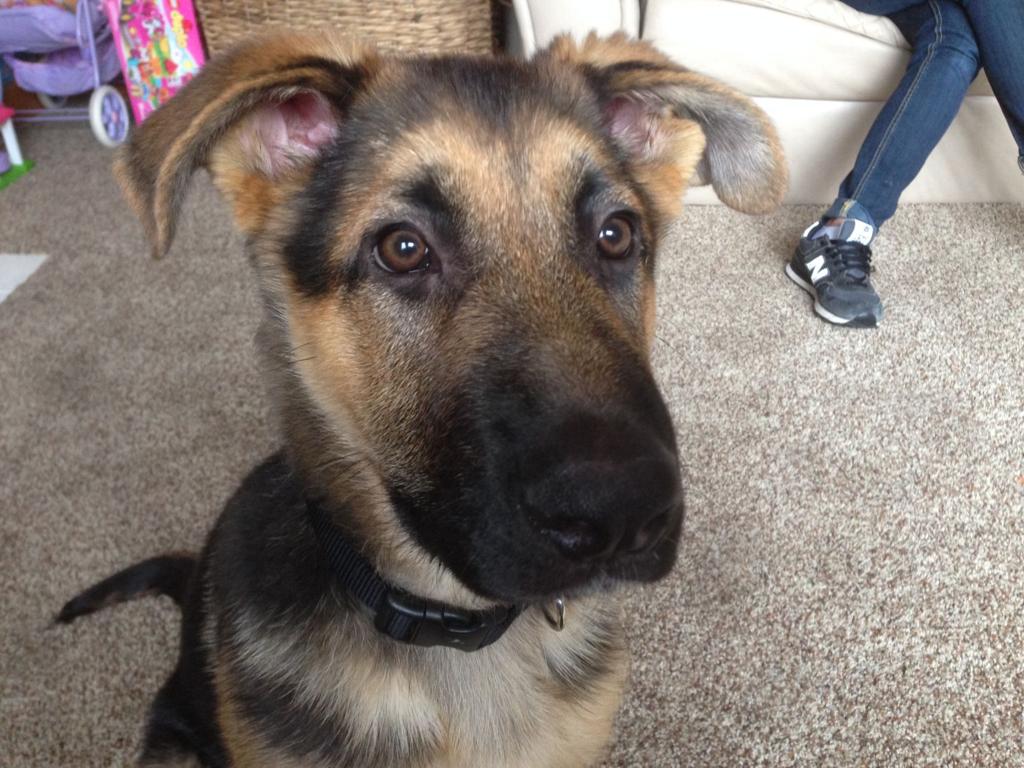 Dog Gone Problems Our Rescue Dog Won T Stop Shaking Momaha Com