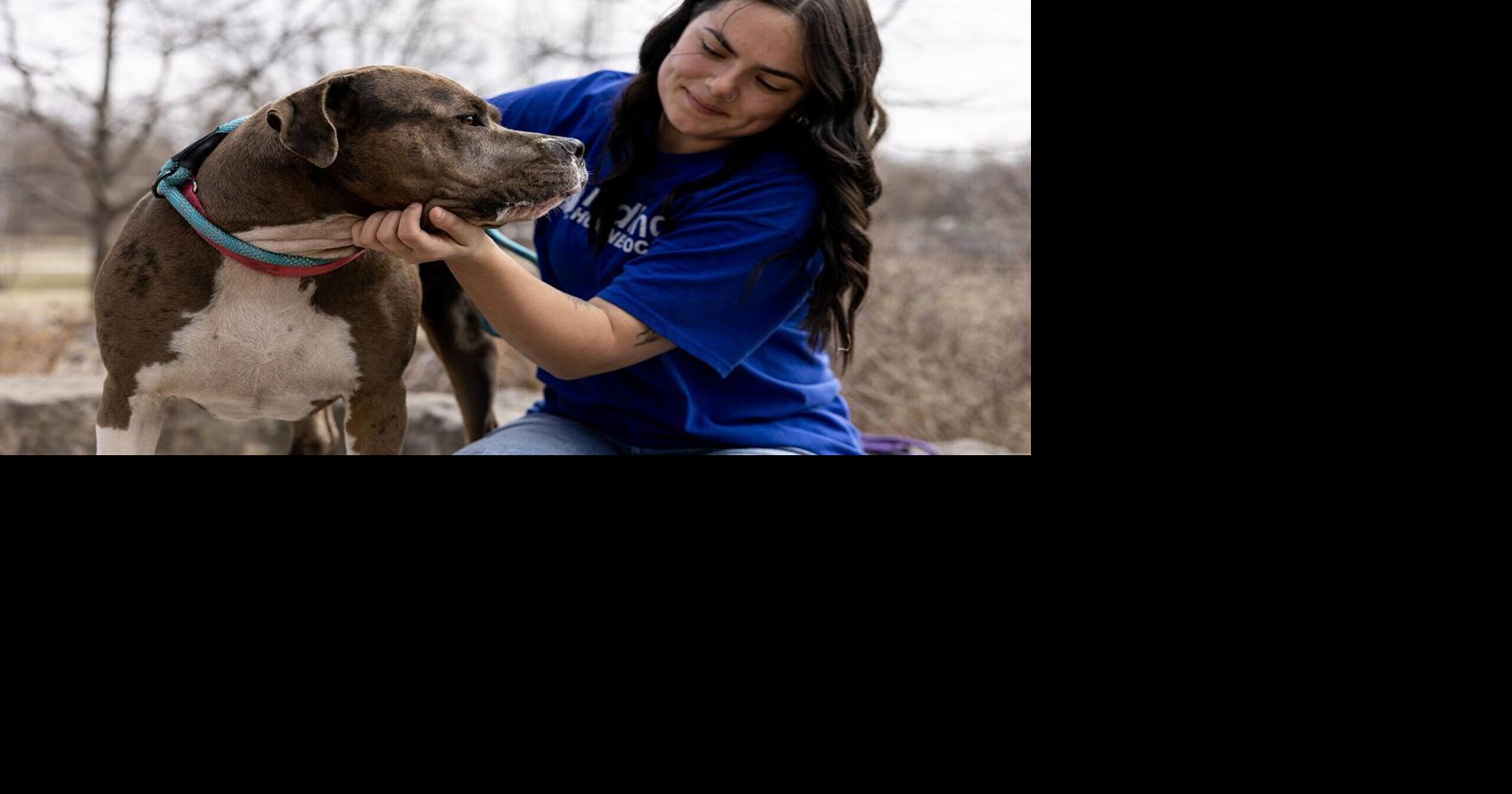 Council Bluffs residents may soon be able to legally own pit bulls