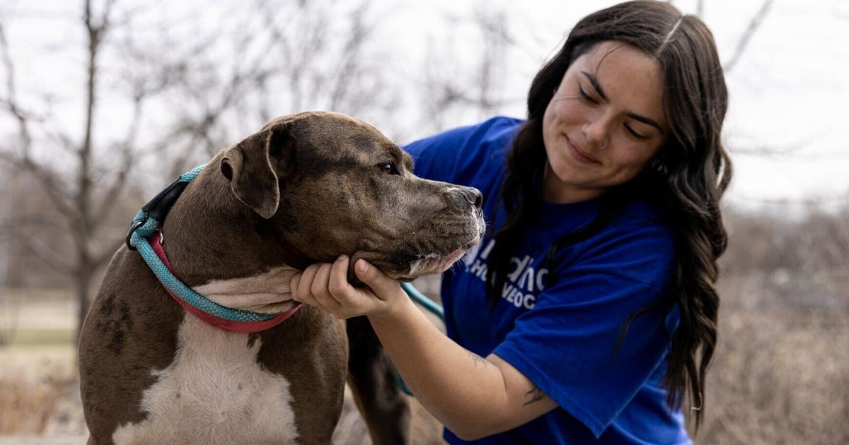 Council Bluffs residents may soon be able to legally own pit bulls