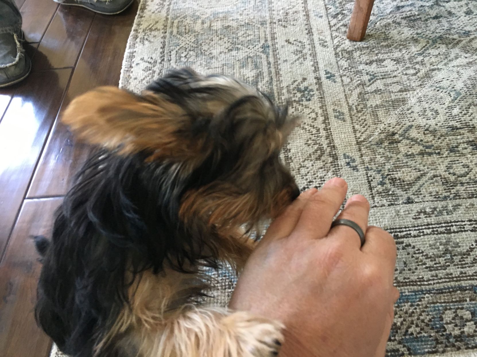 puppy excitement aggression