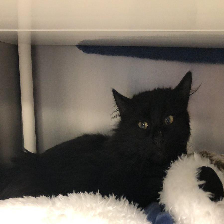 Nebraska Humane Society Rescues Omaha Kitten Frozen To Storm Drain Local News Omaha Com