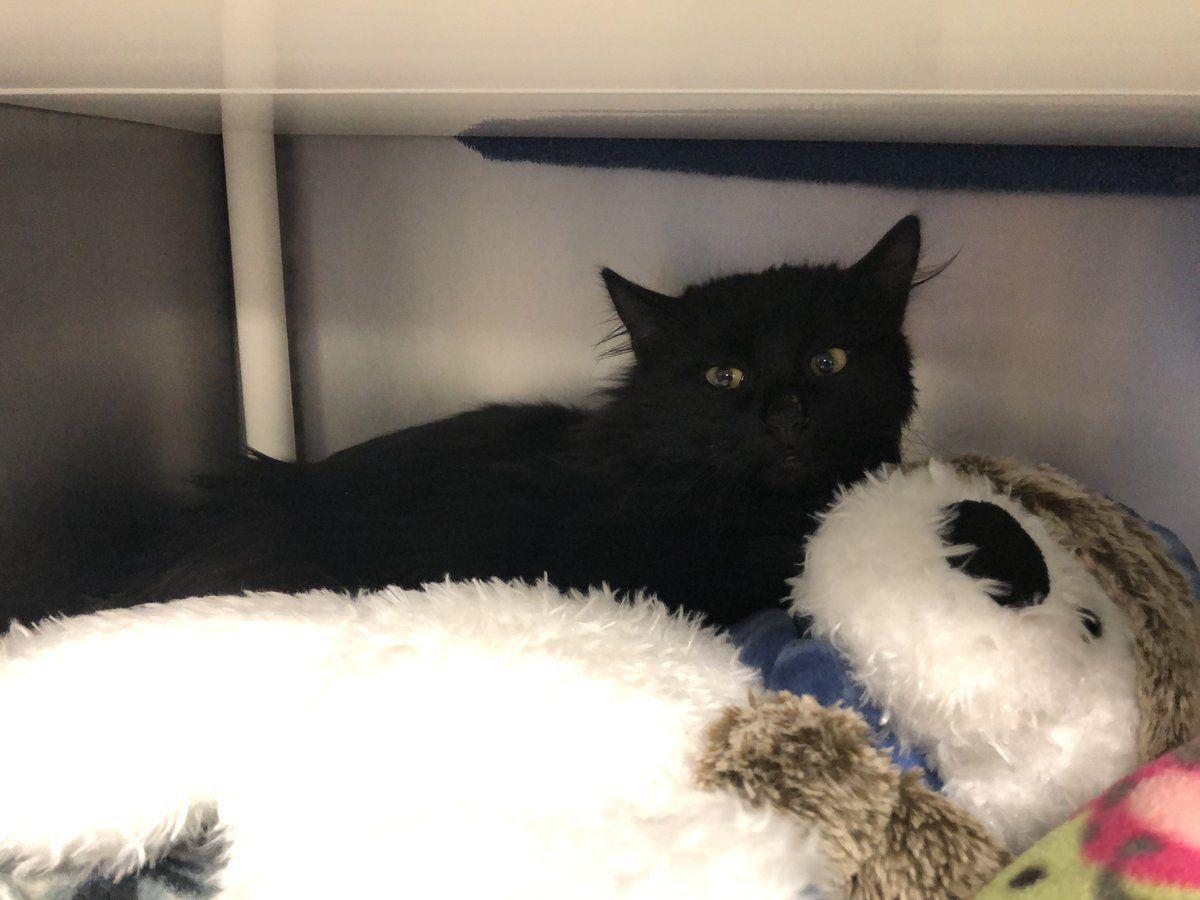 Nebraska Humane Society Rescues Omaha Kitten Frozen To Storm Drain