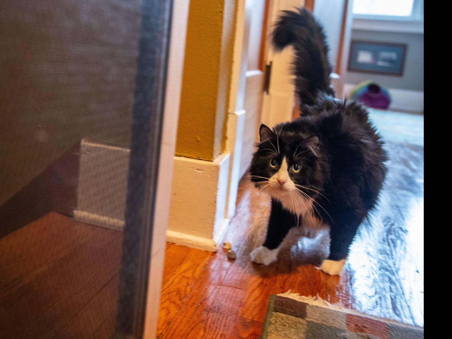 How To Keep Rascally Kitties Happy Try A Cat Door Inspired