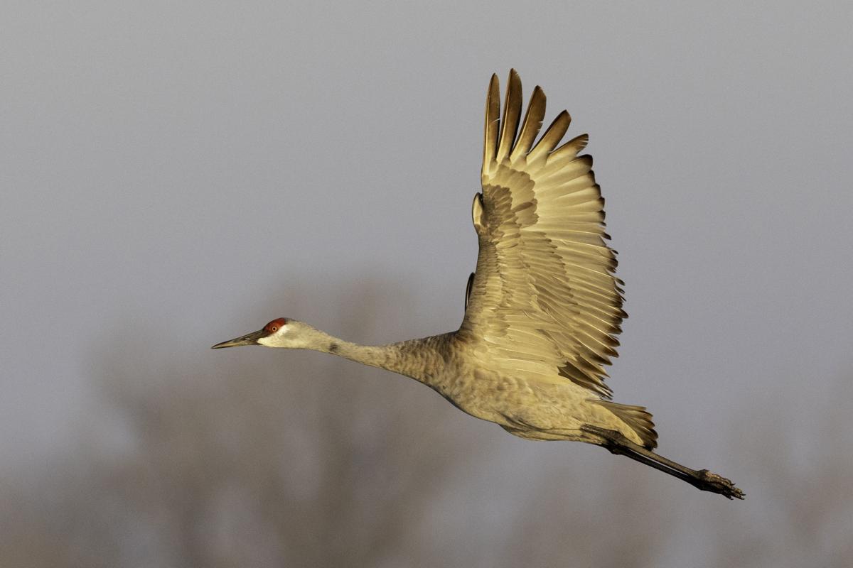 A Night With The Sandhill Cranes At The Crane Trust In >> March Madness Continues For Nebraska 2019 Sandhill Crane Migration A Night With The Sandhill Cranes At The Crane Trust In >> March Madness Continues For Nebraska 2019 Sandhill Crane Migration