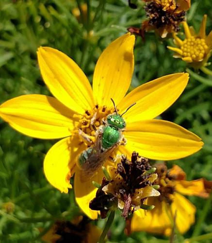 Pollinators at a Crossroads