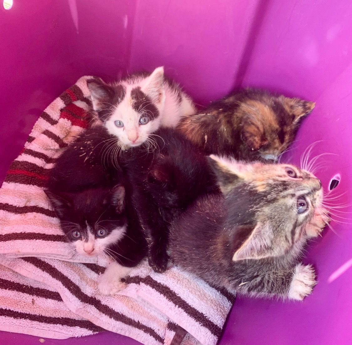 kittens for free yorkshire