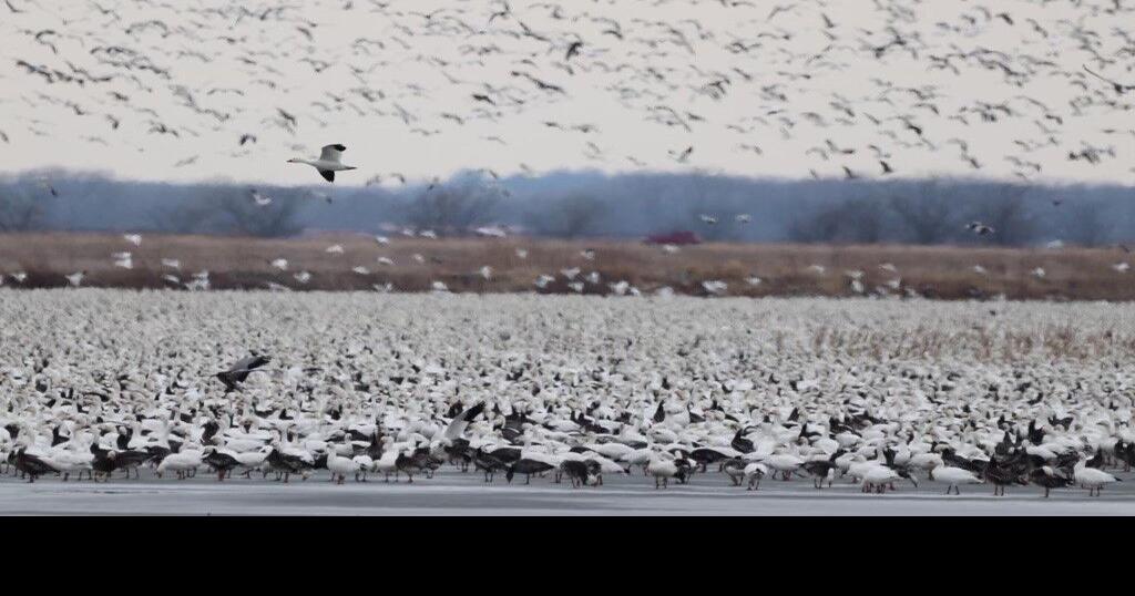 More than a million birds migrating through Loess Bluffs Refuge; DeSoto