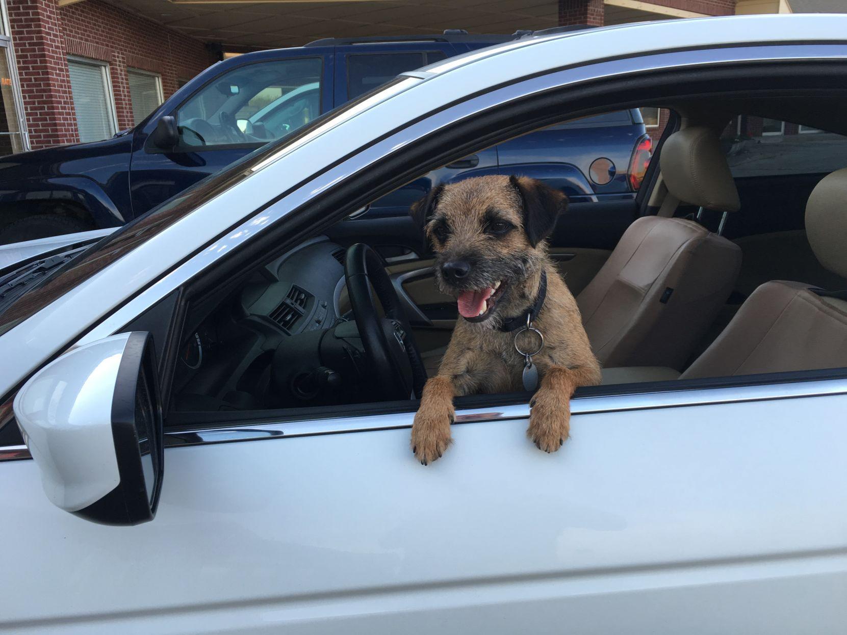 Dog Gone Problems After Bad Experience Former Ride Loving Dog Refuses To Get Back In The Car Blogs Omaha Com