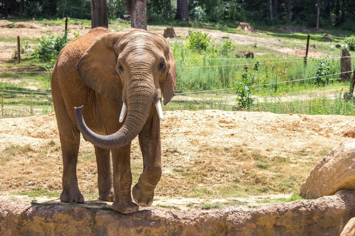 Zoo's elephant herd will grow by one — and hopefully more later | Omaha