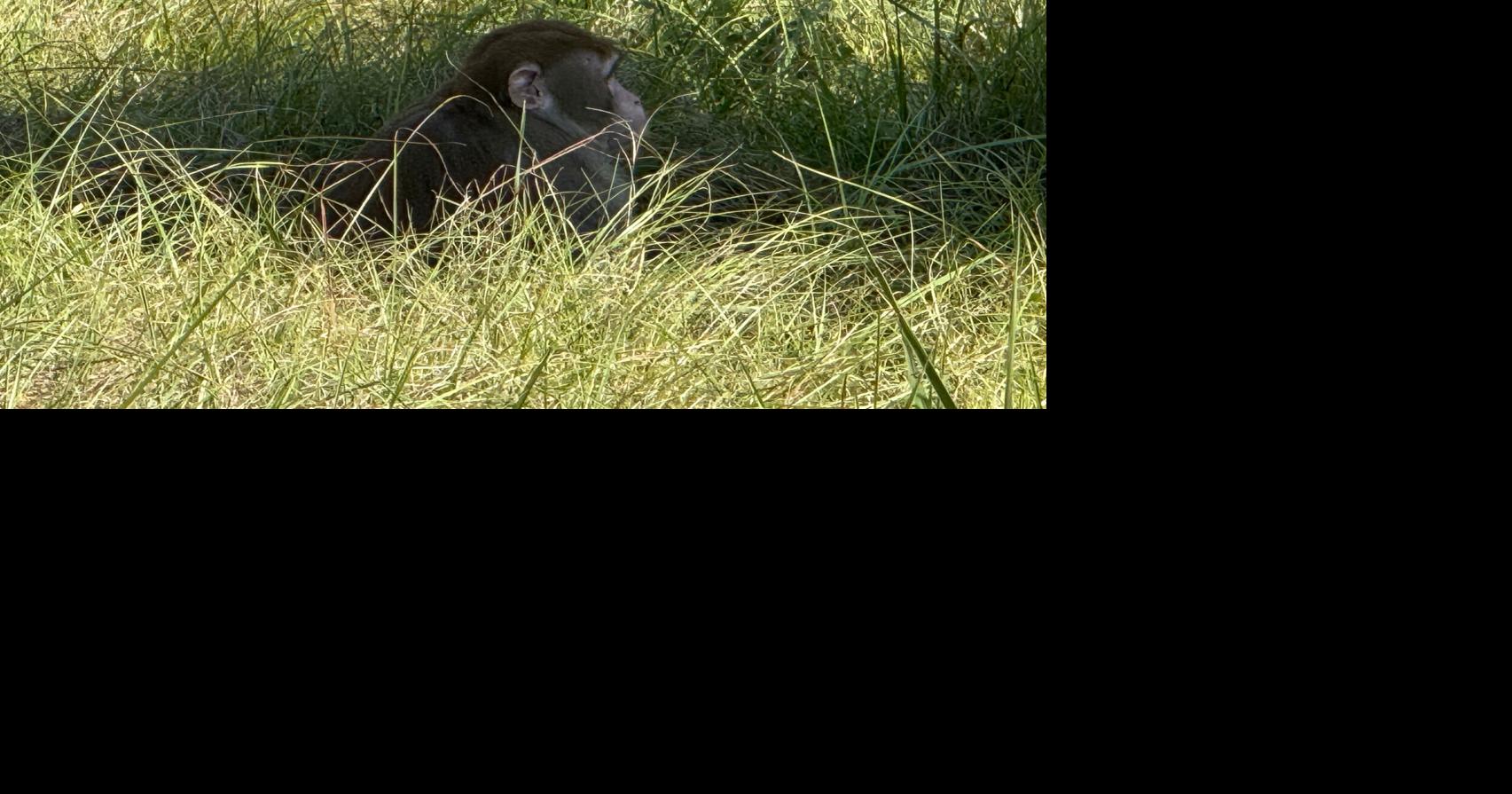 Frau aus Mississippi tötet entlaufenen Affen aus Angst um die Sicherheit ...