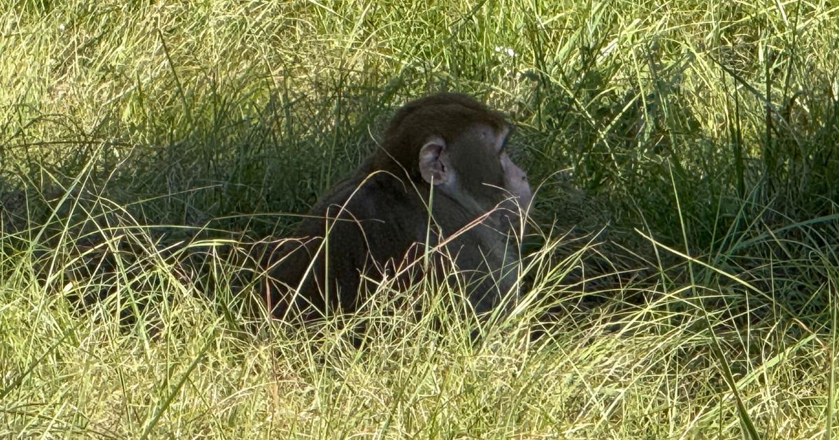 Frau aus Mississippi tötet entlaufenen Affen aus Angst um die Sicherheit ...