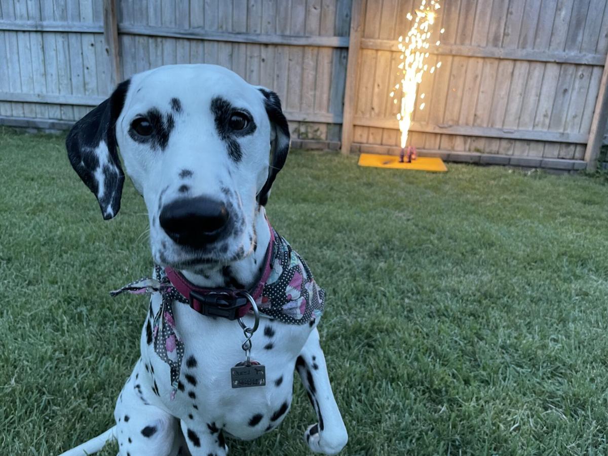 Dog for 6/30/21 (fireworks)