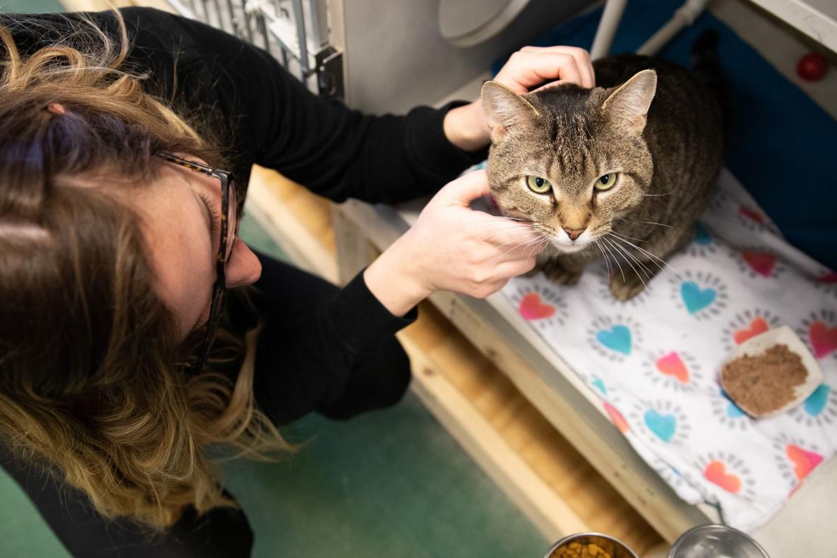 Photos Nebraska Humane Society Holds Adoption Sale Amid