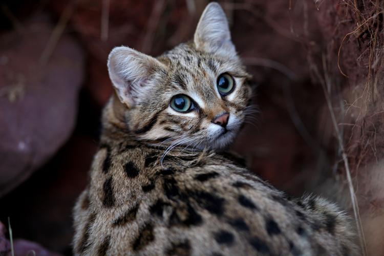 Omaha zoo scientist works to save the black-footed cat, one of the