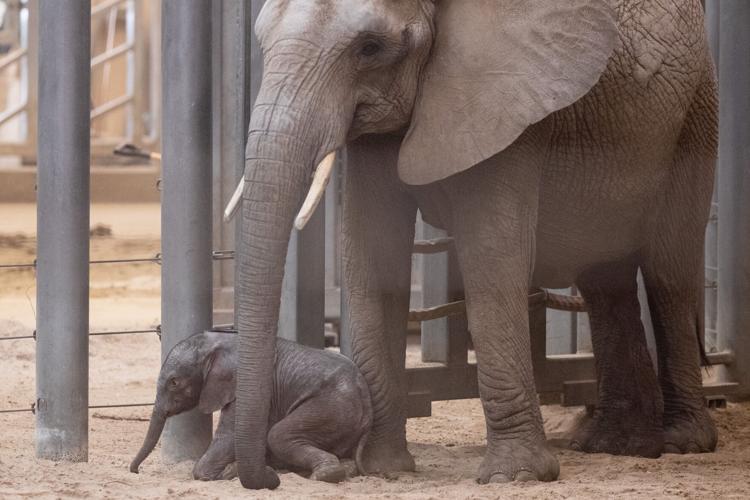 It's a Boy: Fort Worth Zoo Announces New Baby Elephant - Fort