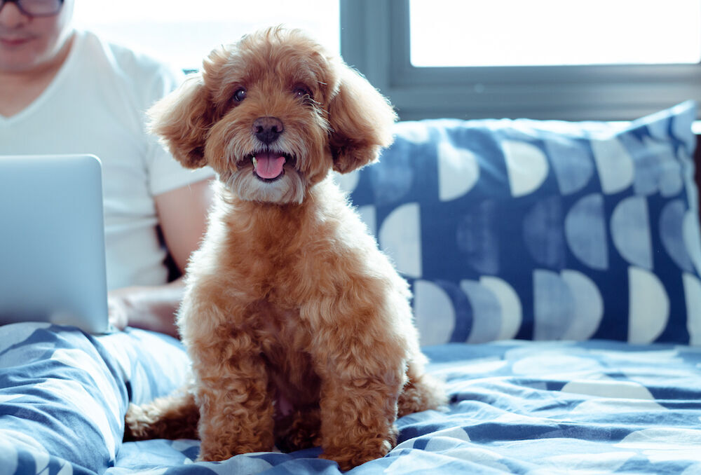 Apartment Living with Pets: Making a Small Space a Home You’ll Both Love (image)