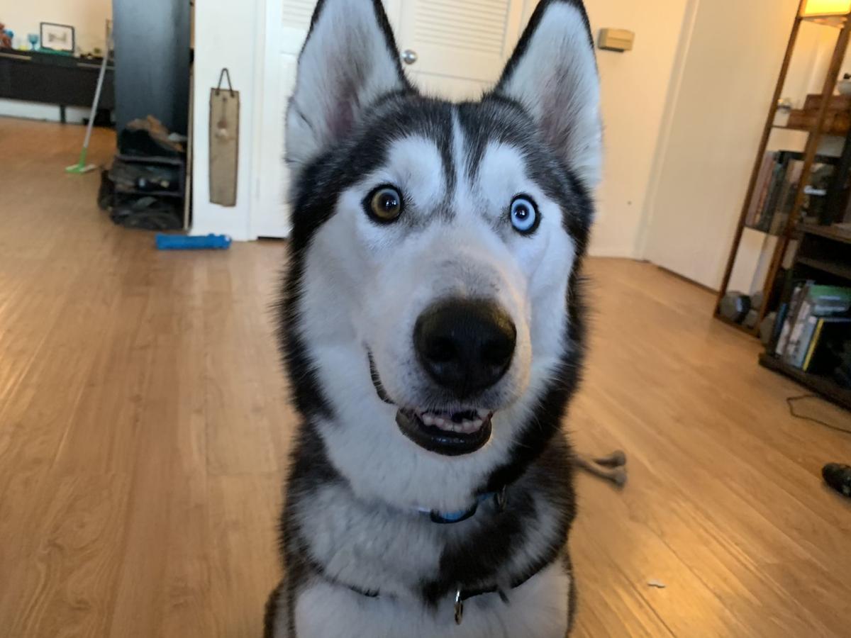 Dog for 5/6