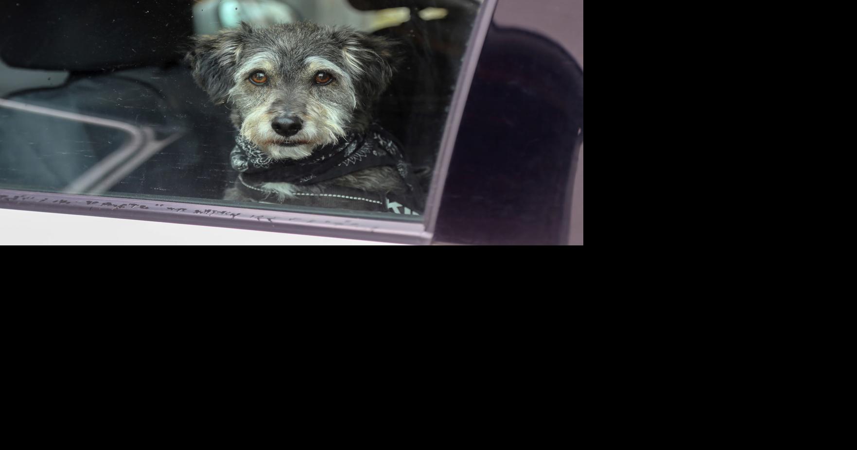 Dog owners risk pets’ health by leaving them in hot cars, Nebraska Humane Society says