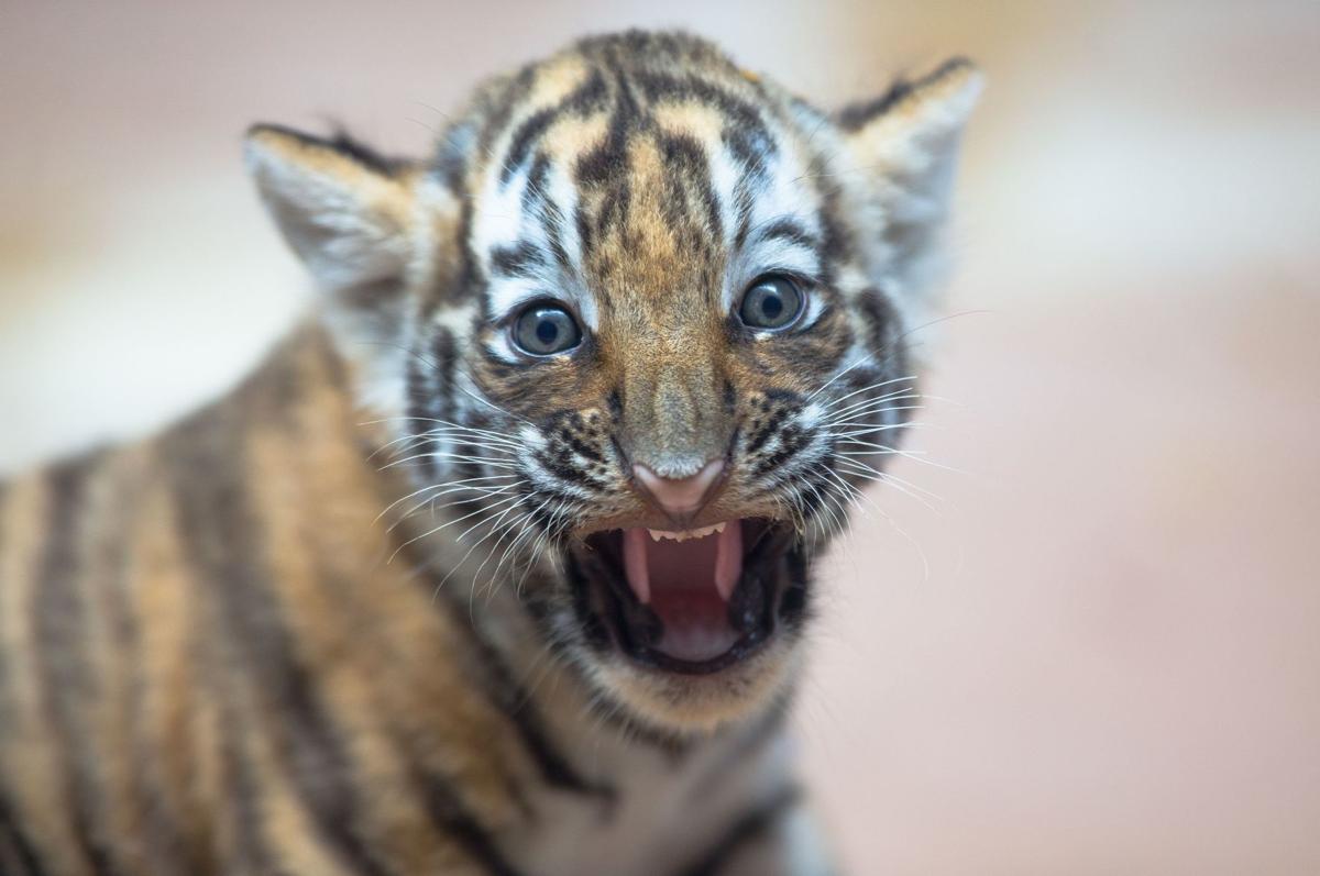 This Adorable Newborn White Bengal Tiger Is the First to Be Born in  Nicaragua