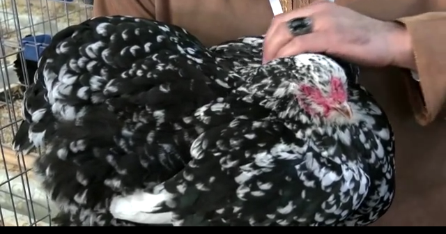 Libya holds first-ever beauty pageant for chickens